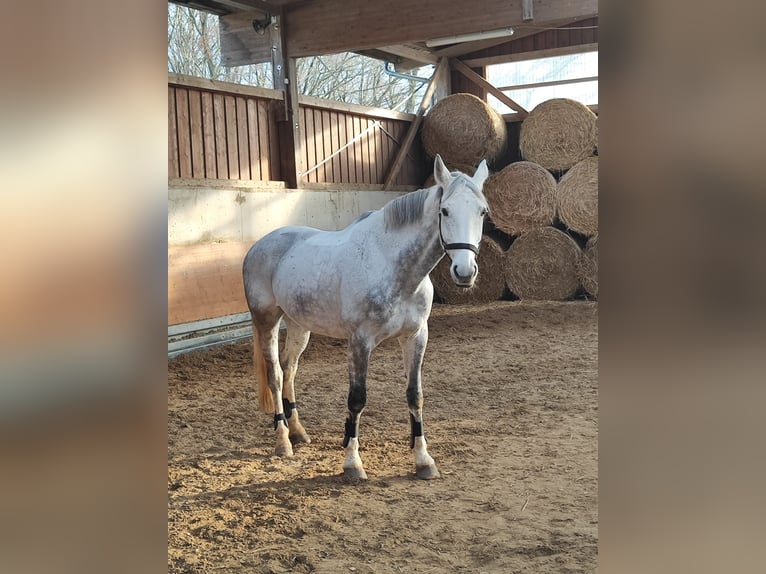 Württemberger Ruin 13 Jaar 172 cm Schimmel in Weilburg