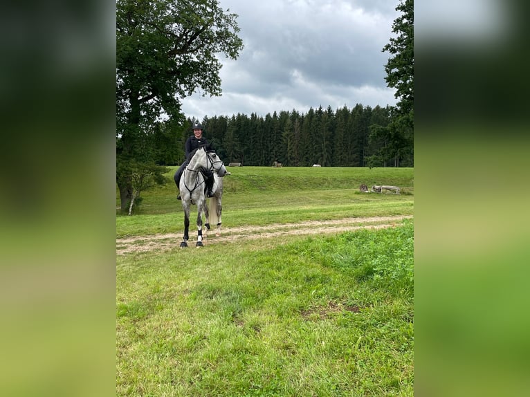 Württemberger Ruin 13 Jaar 175 cm Schimmel in Neresheim