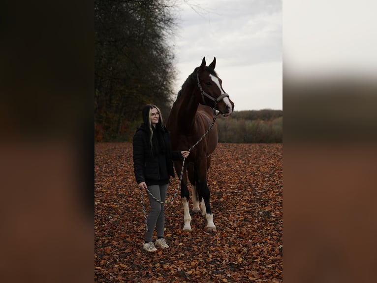Württemberger Ruin 13 Jaar 180 cm Bruin in Trier