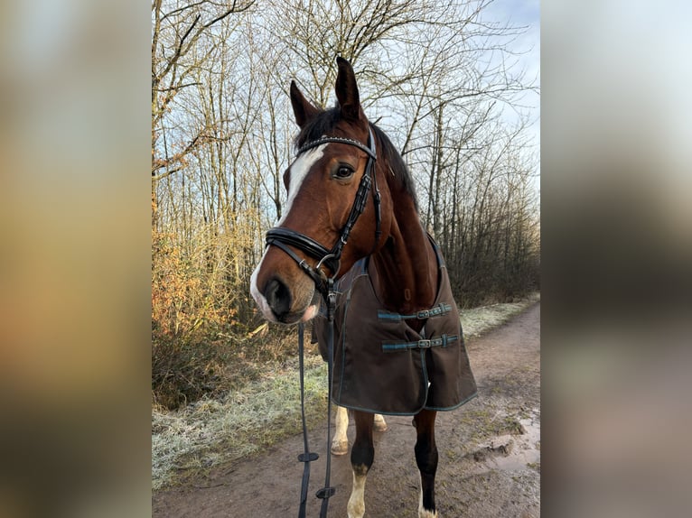 Württemberger Ruin 13 Jaar 180 cm Bruin in Trier