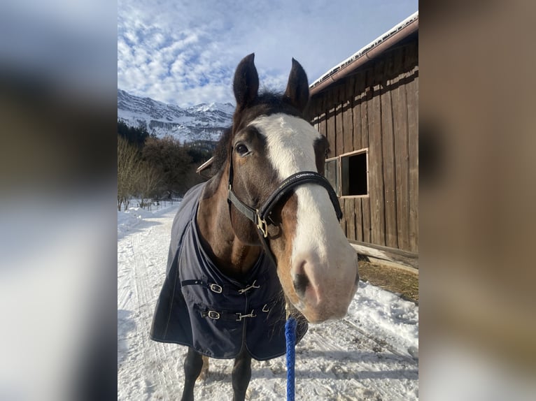 Württemberger Ruin 14 Jaar 167 cm Donkerbruin in Bischofswiesen
