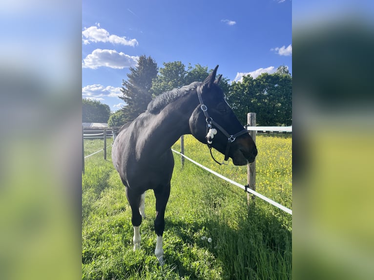 Württemberger Ruin 14 Jaar 170 cm Zwartbruin in Dreieich