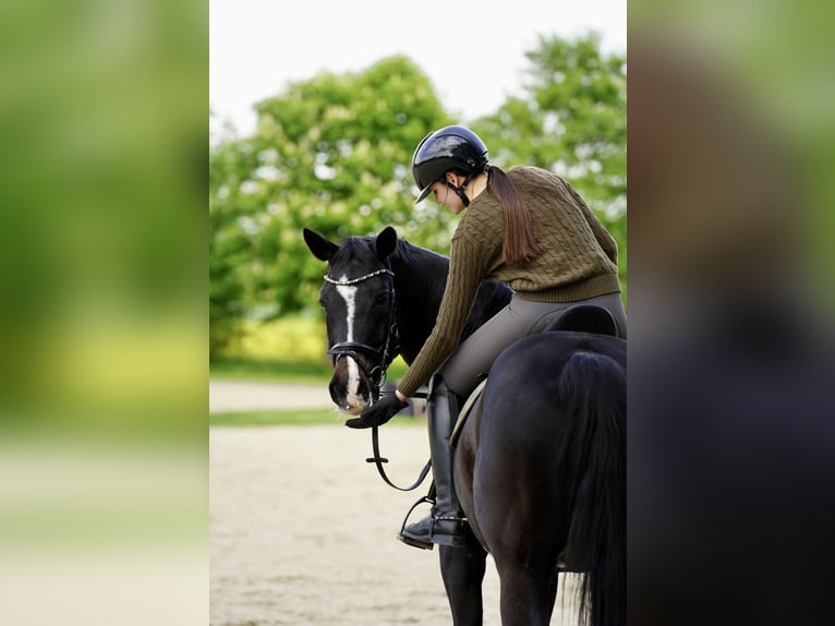 Württemberger Ruin 14 Jaar 170 cm Zwartbruin in Dreieich