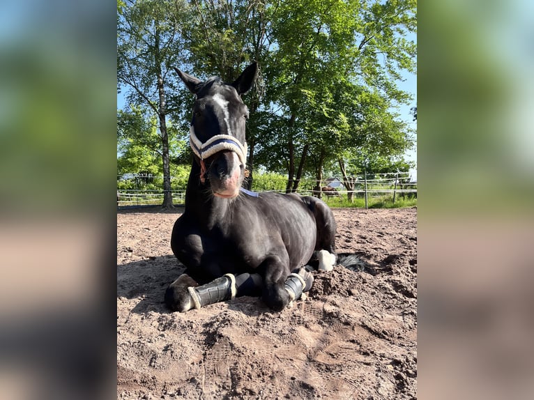 Württemberger Ruin 14 Jaar 170 cm Zwartbruin in Dreieich
