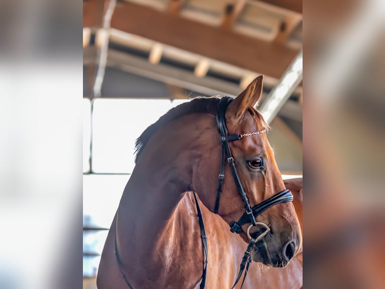 Württemberger Ruin 14 Jaar 172 cm Vos in Donaueschingen