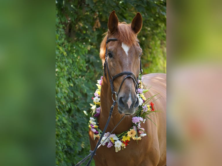 Württemberger Ruin 14 Jaar 185 cm Vos in Hockenheim