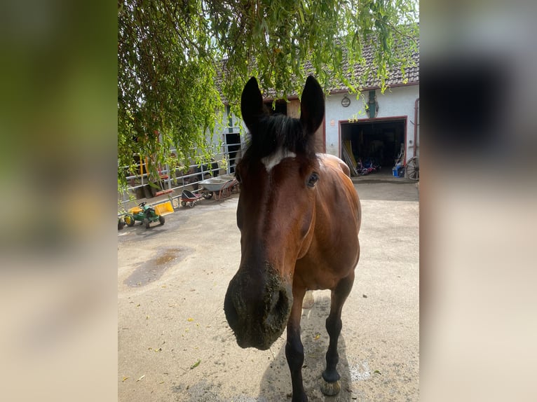 Württemberger Mix Ruin 15 Jaar 163 cm Bruin in Zimmern ob Rottweil