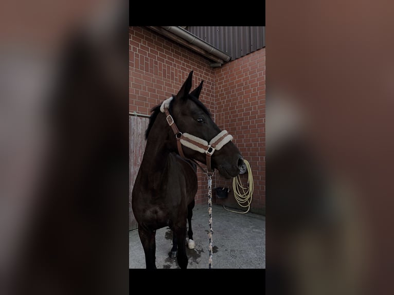 Württemberger Ruin 15 Jaar 170 cm Donkerbruin in Warendorf