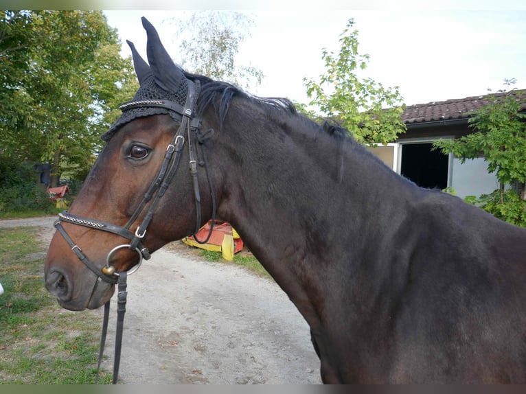 Württemberger Ruin 16 Jaar 164 cm Bruin in Bachern