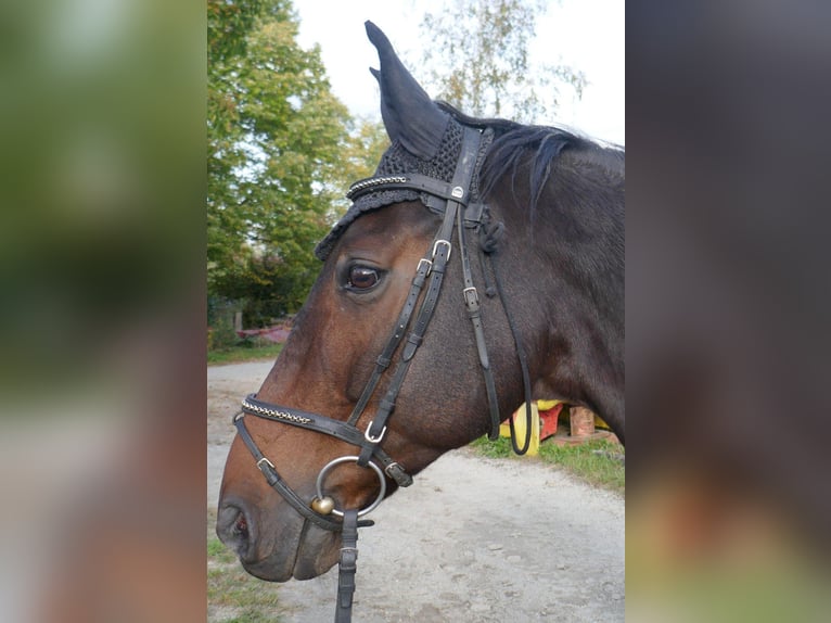 Württemberger Ruin 16 Jaar 164 cm Bruin in Bachern