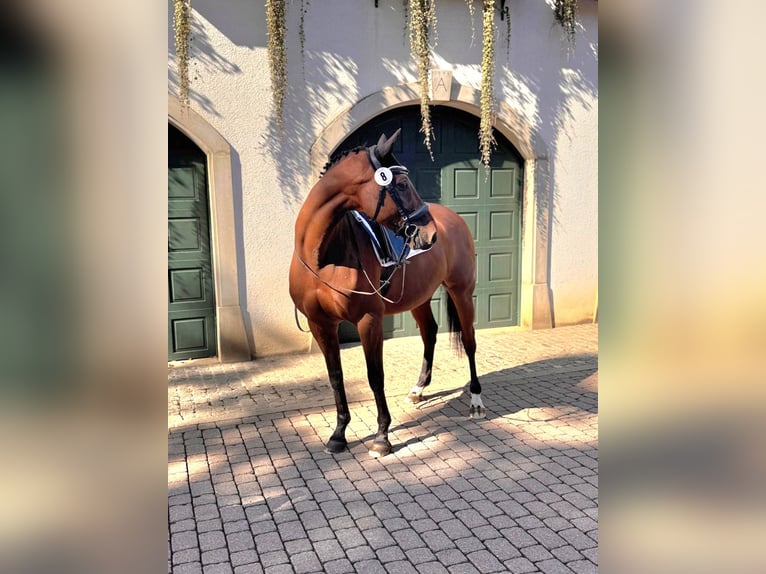 Württemberger Ruin 16 Jaar 167 cm Bruin in Lauchringen