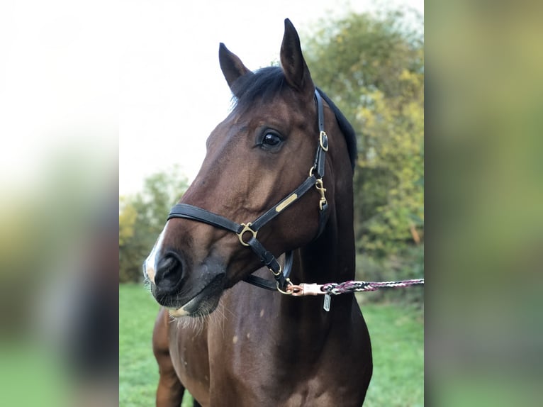 Württemberger Ruin 16 Jaar 167 cm Bruin in Murrhardt