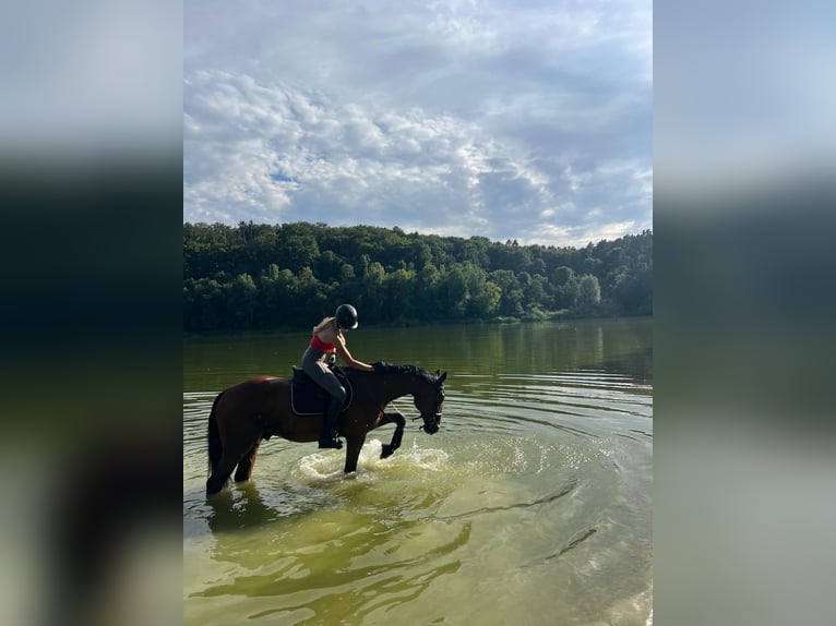 Württemberger Ruin 16 Jaar 168 cm Bruin in Uhlstädt Kirchhasel
