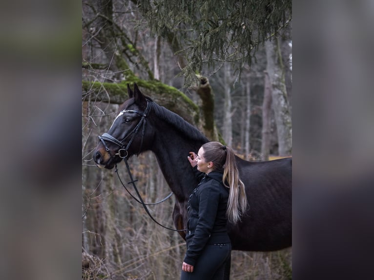 Württemberger Ruin 16 Jaar 168 cm Donkerbruin in Pfullingen