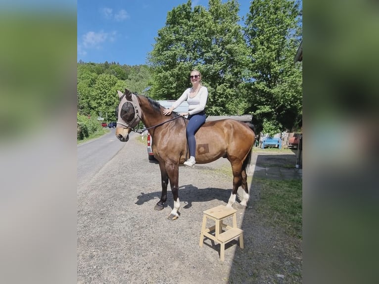 Württemberger Ruin 16 Jaar 176 cm  in BiebergemündB
