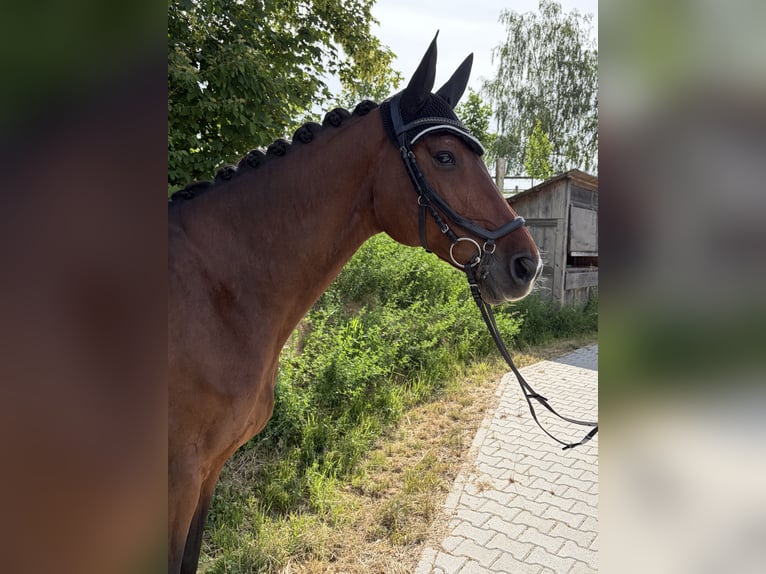 Württemberger Ruin 17 Jaar 167 cm Bruin in Eppingen