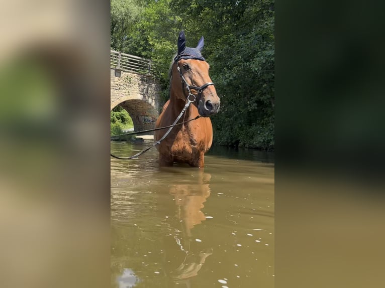 Württemberger Ruin 17 Jaar 170 cm Bruin in Naumburg