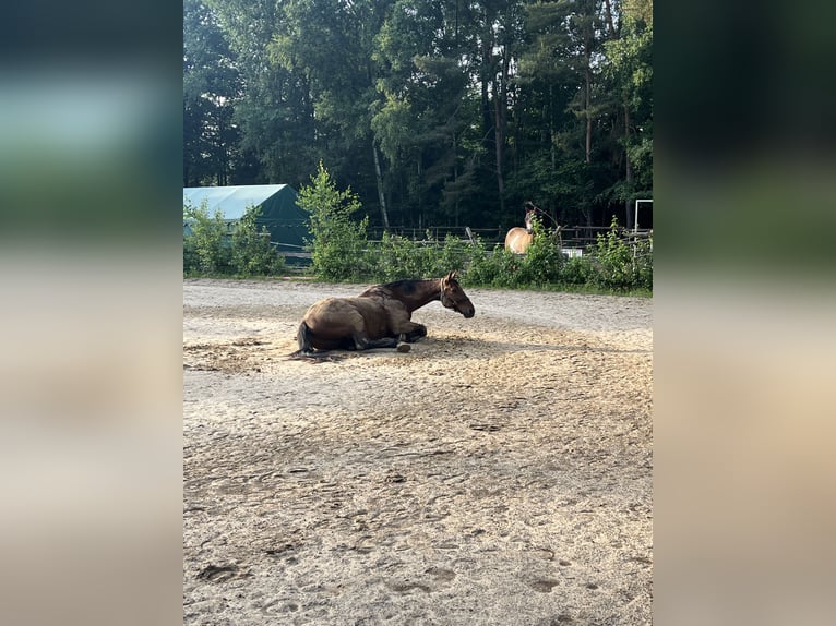 Württemberger Ruin 19 Jaar 168 cm Bruin in M&#xF6;mbris