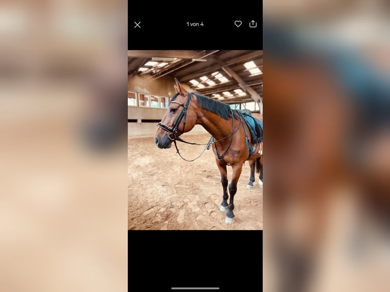 Württemberger Ruin 19 Jaar 168 cm Bruin in M&#xF6;mbris