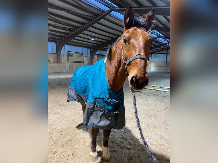 Württemberger Ruin 26 Jaar 165 cm Bruin in Schwarzach