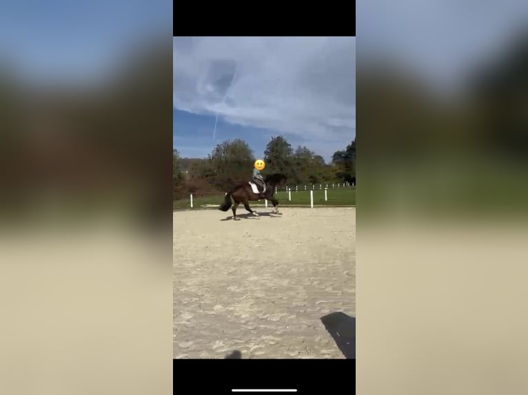 Württemberger Ruin 4 Jaar 173 cm Donkerbruin in Herbrechtingen