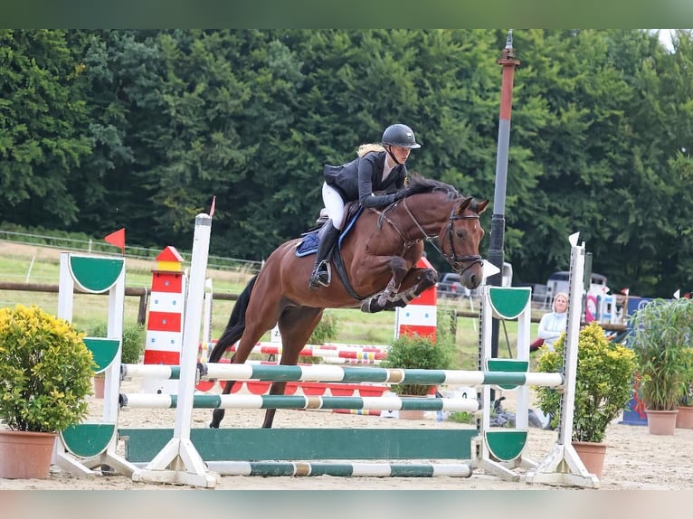 Württemberger Ruin 6 Jaar 161 cm Bruin in MeckesheimMeckesheim