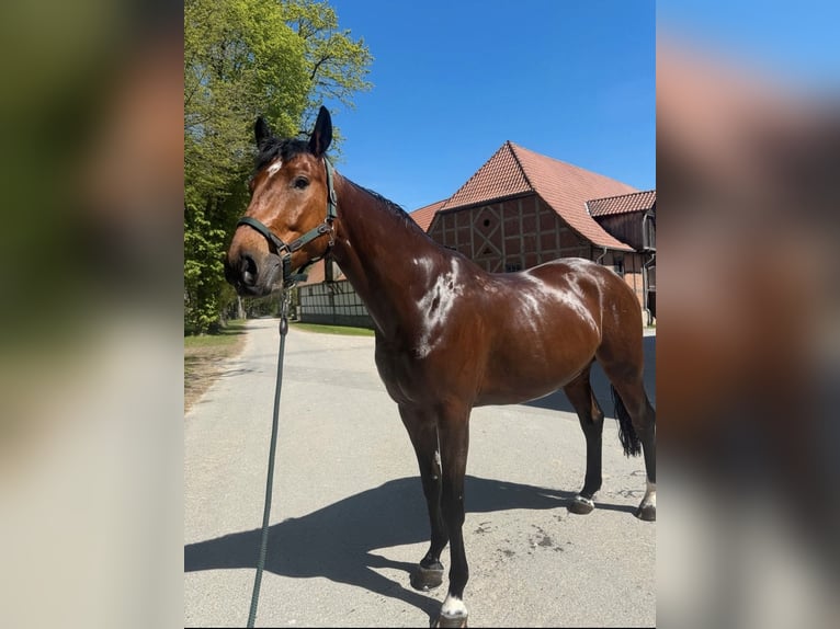 Württemberger Ruin 7 Jaar 178 cm Bruin in Steinheim
