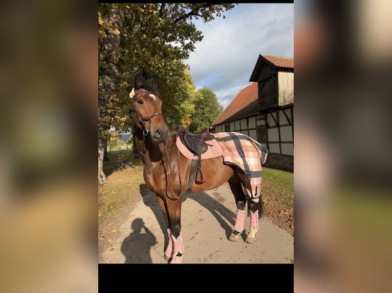 Württemberger Ruin 7 Jaar 178 cm Bruin in Steinheim