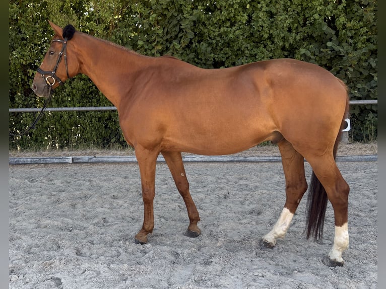 Württemberger Ruin 8 Jaar 166 cm Vos in Rehau