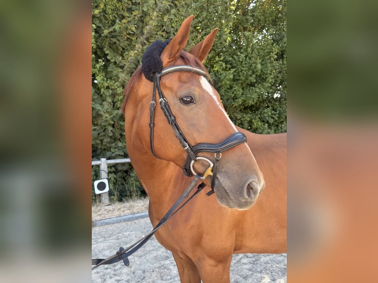 Württemberger Ruin 8 Jaar 166 cm Vos in Rehau