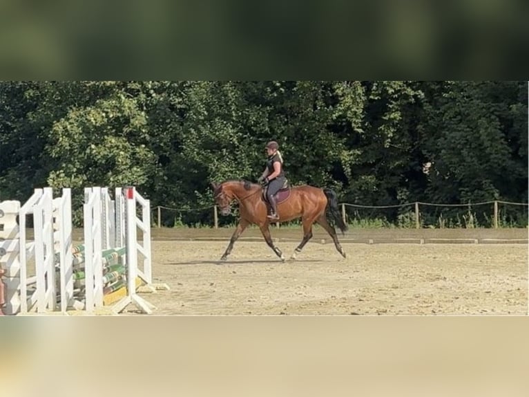 Württemberger Ruin 8 Jaar 178 cm Bruin in Steinheim