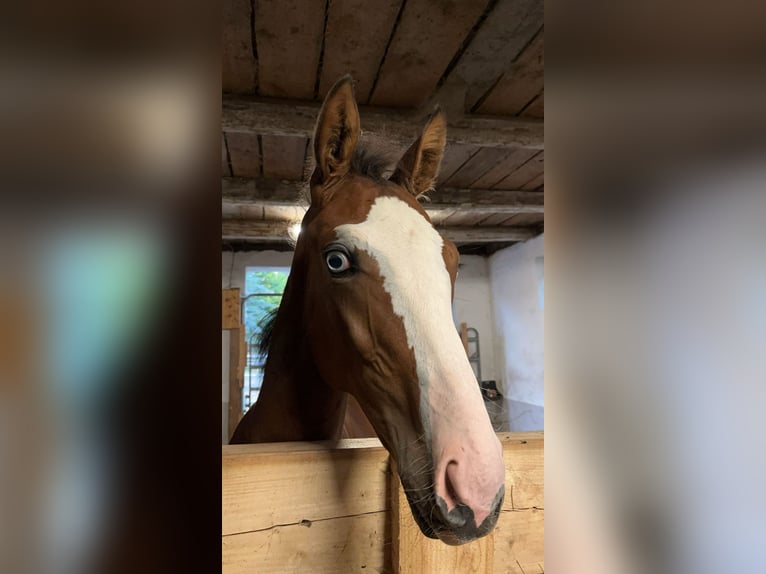 Württemberger Mix Stallone 1 Anno 147 cm Baio in Bad Gandersheim