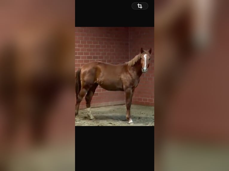 Württemberger Stallone 2 Anni 160 cm Sauro in Bramsche