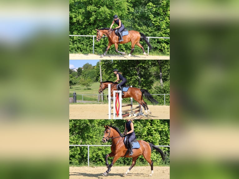 Württemberger Stute 10 Jahre 160 cm Brauner in Schönaich