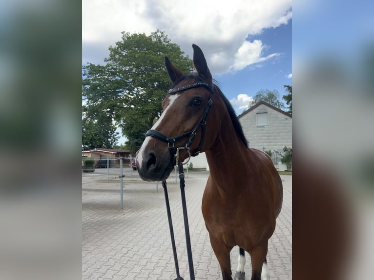 Württemberger Stute 10 Jahre 160 cm Brauner in Schönaich
