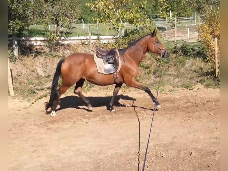 Württemberger Stute 10 Jahre 176 cm Brauner in Emmendingen