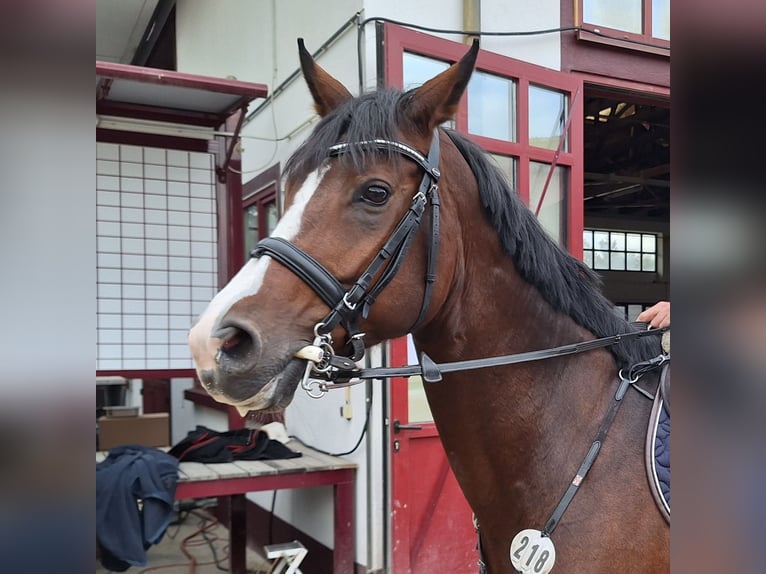 Württemberger Stute 11 Jahre 165 cm Brauner in Langenselbold