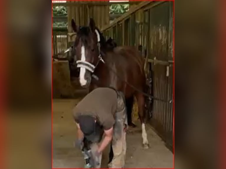 Württemberger Stute 11 Jahre 165 cm Brauner in Langenselbold