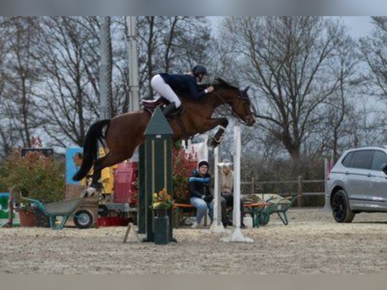 Württemberger Stute 11 Jahre 165 cm Brauner in Langenselbold