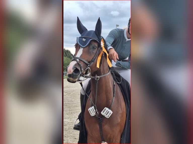 Württemberger Stute 11 Jahre 165 cm Brauner in Langenselbold