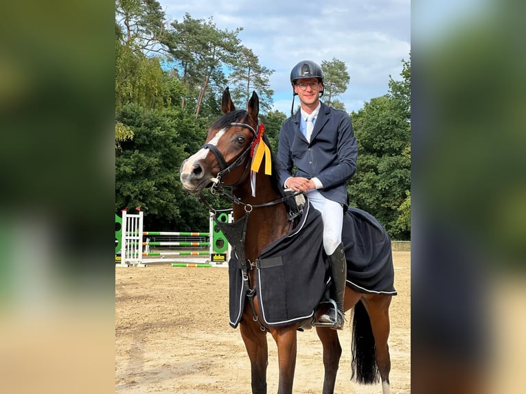 Württemberger Stute 11 Jahre 165 cm Brauner in Langenselbold
