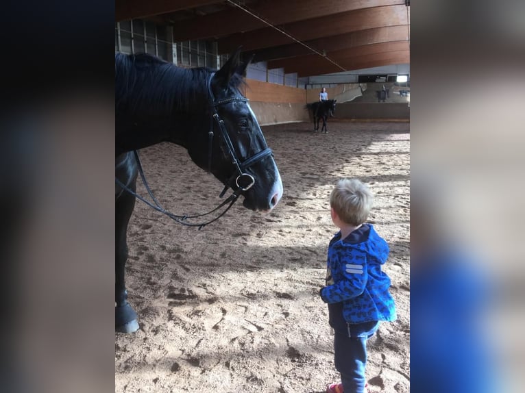 Württemberger Stute 12 Jahre 172 cm Brauner in Aiterhofen Württemberger Stute 12 Jahre 172 cm Brauner in Aiterhofen
