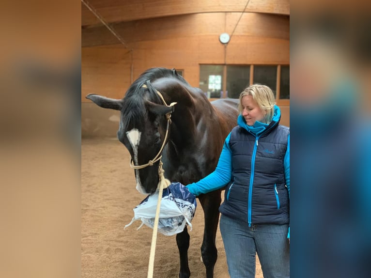 Württemberger Stute 12 Jahre 172 cm Brauner in Aiterhofen Württemberger Stute 12 Jahre 172 cm Brauner in Aiterhofen