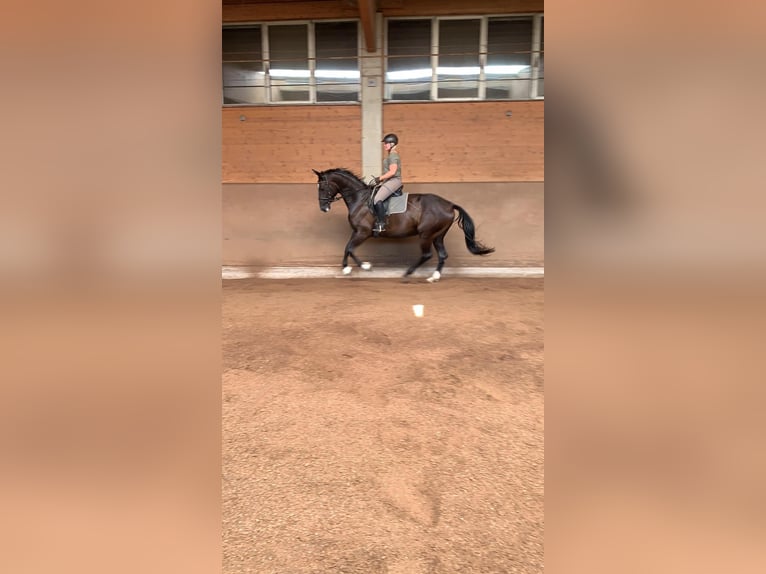 Württemberger Stute 12 Jahre 172 cm Brauner in Aiterhofen Württemberger Stute 12 Jahre 172 cm Brauner in Aiterhofen