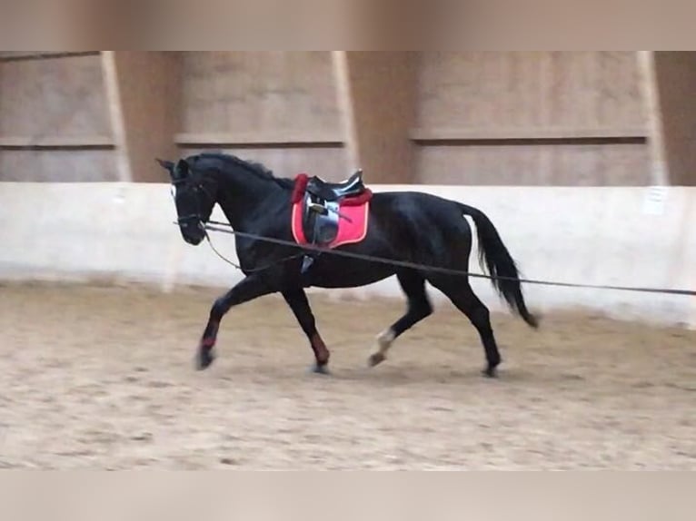 Württemberger Stute 12 Jahre 172 cm Brauner in Aiterhofen Württemberger Stute 12 Jahre 172 cm Brauner in Aiterhofen