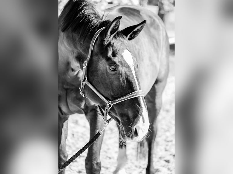 Württemberger Stute 12 Jahre 172 cm Brauner in Aiterhofen Württemberger Stute 12 Jahre 172 cm Brauner in Aiterhofen