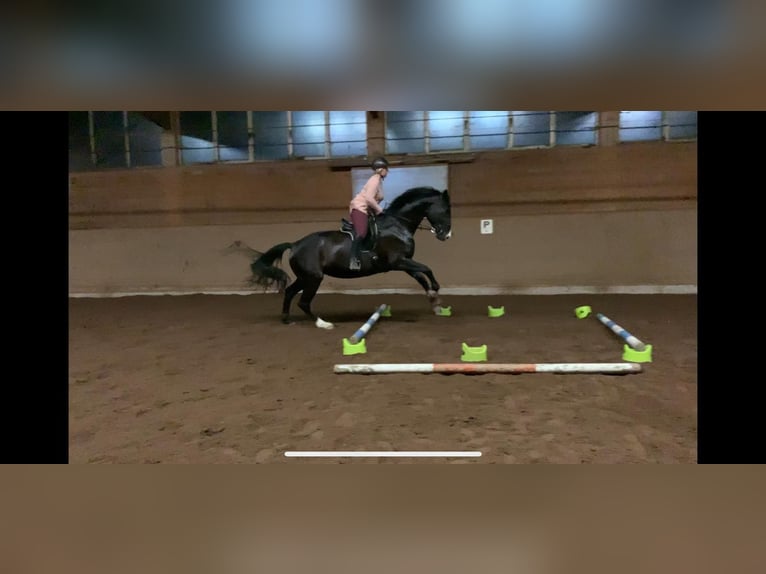 Württemberger Stute 12 Jahre 172 cm Brauner in Aiterhofen Württemberger Stute 12 Jahre 172 cm Brauner in Aiterhofen