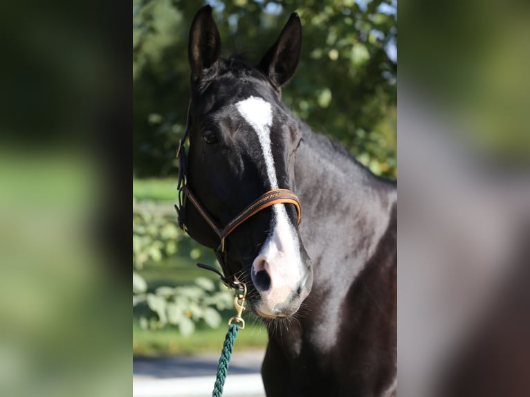 Württemberger Stute 12 Jahre 172 cm Brauner in Aiterhofen Württemberger Stute 12 Jahre 172 cm Brauner in Aiterhofen