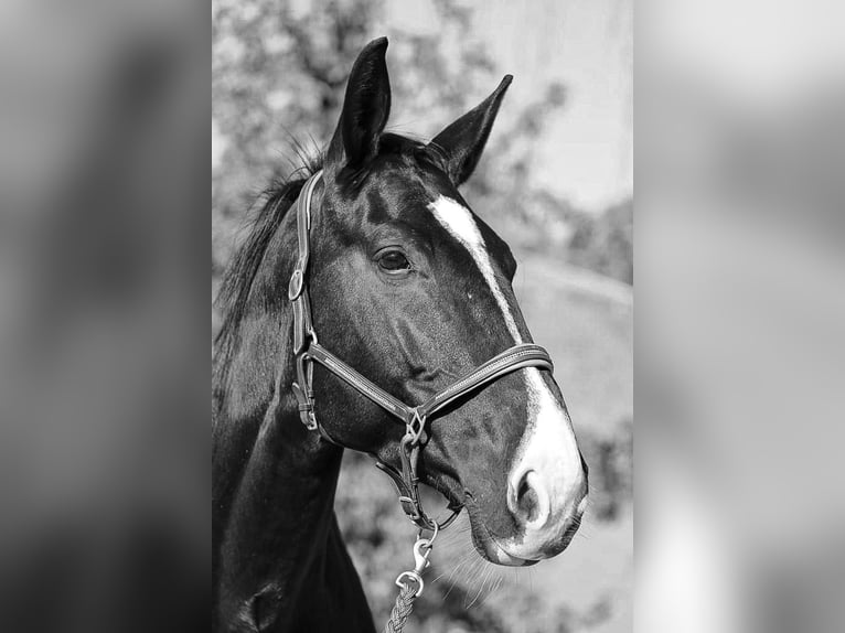 Württemberger Stute 12 Jahre 172 cm Brauner in Aiterhofen Württemberger Stute 12 Jahre 172 cm Brauner in Aiterhofen