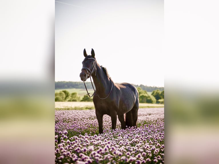 Württemberger Stute 12 Jahre 172 cm Schwarzbrauner in Bietigheim-Bissingen